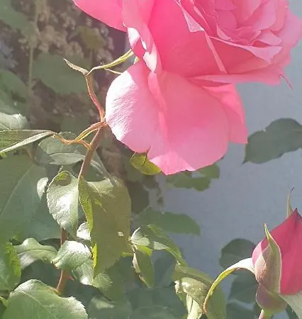 Appartement Warnemuede *